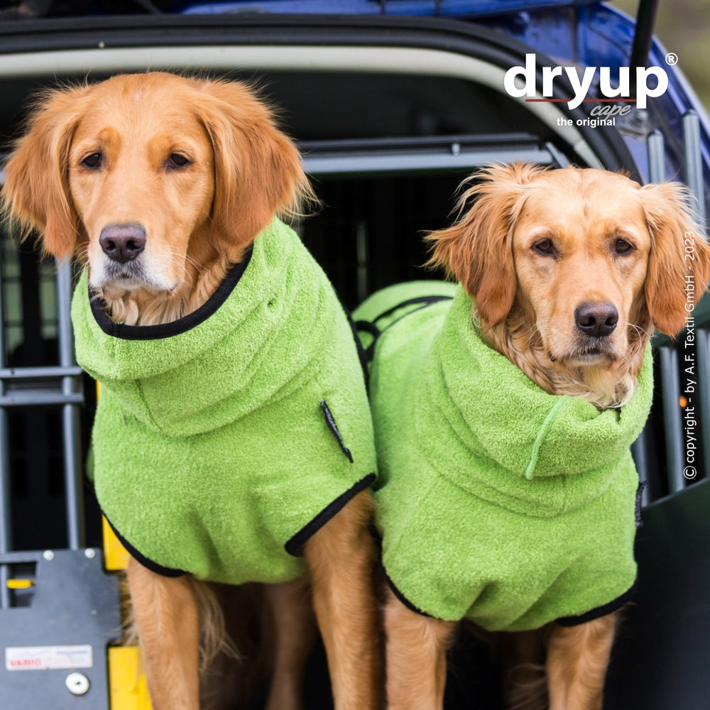 Zwei Golden Retriever in grünen Hundebademänteln im Fahrzeug, freundlich in die Kamera schauend.