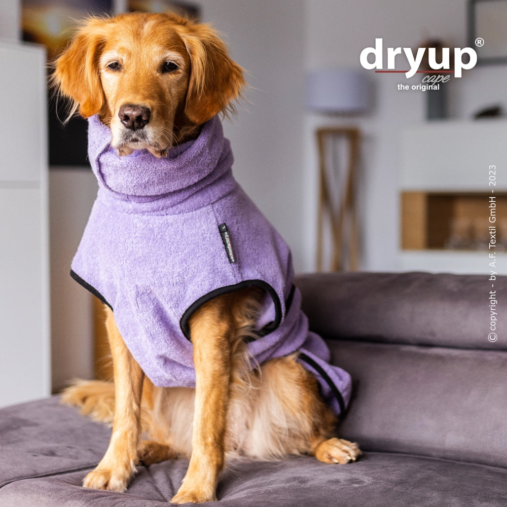 Lila Hundebademantel Dryup® auf entspanntem goldenem Hund auf grauem Sofa, mit unscharfem Hintergrund.