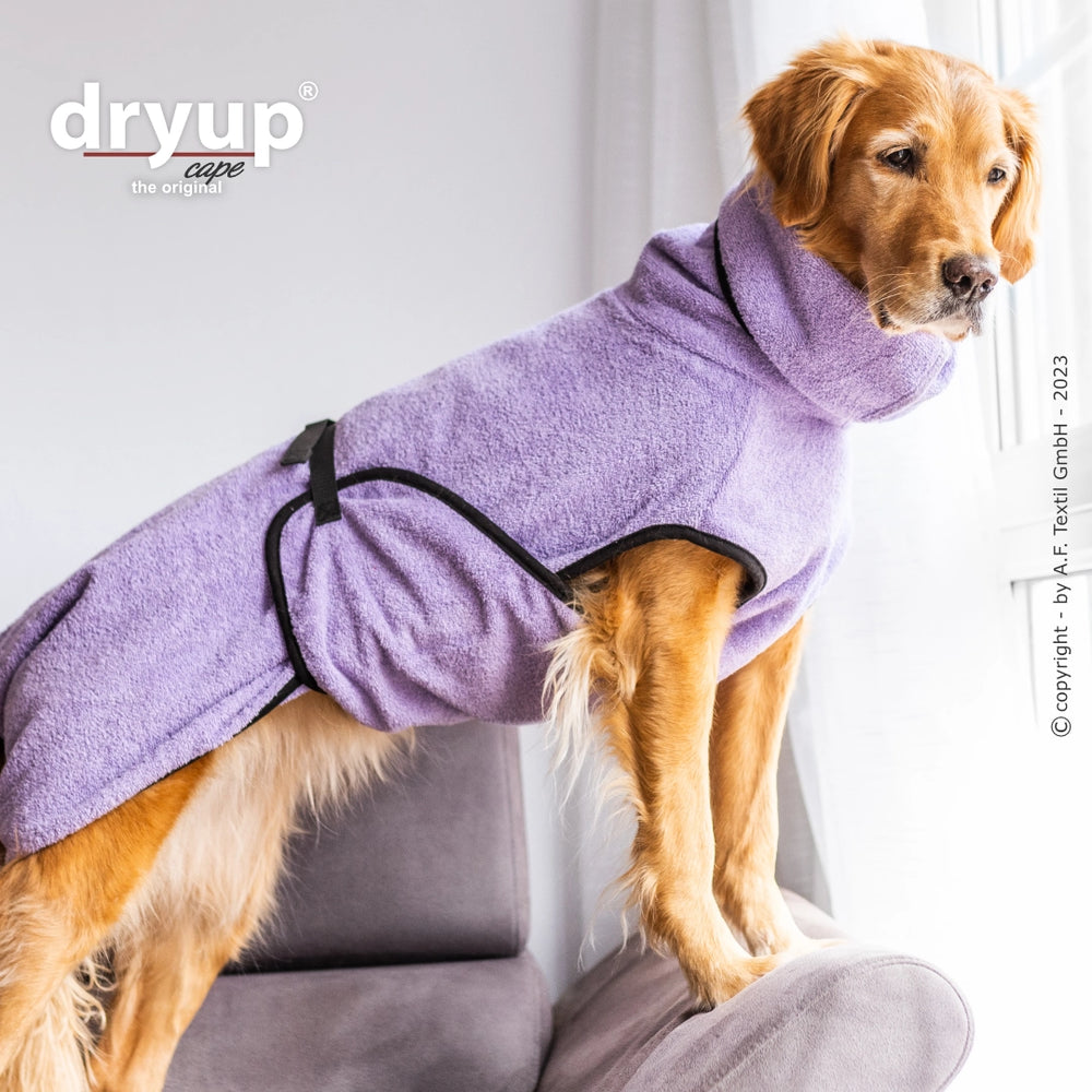 Hund im lila Dryup® Cape auf grauem Sofa, schaut neugierig aus dem Fenster. Ideal nach dem Baden!
