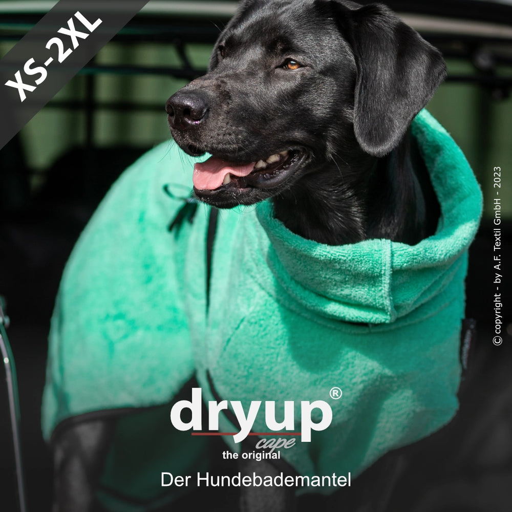 "Glücklicher Hund im grünen Dryup® Hundebademantel, steht fröhlich in offener Fahrzeugheckklappe."