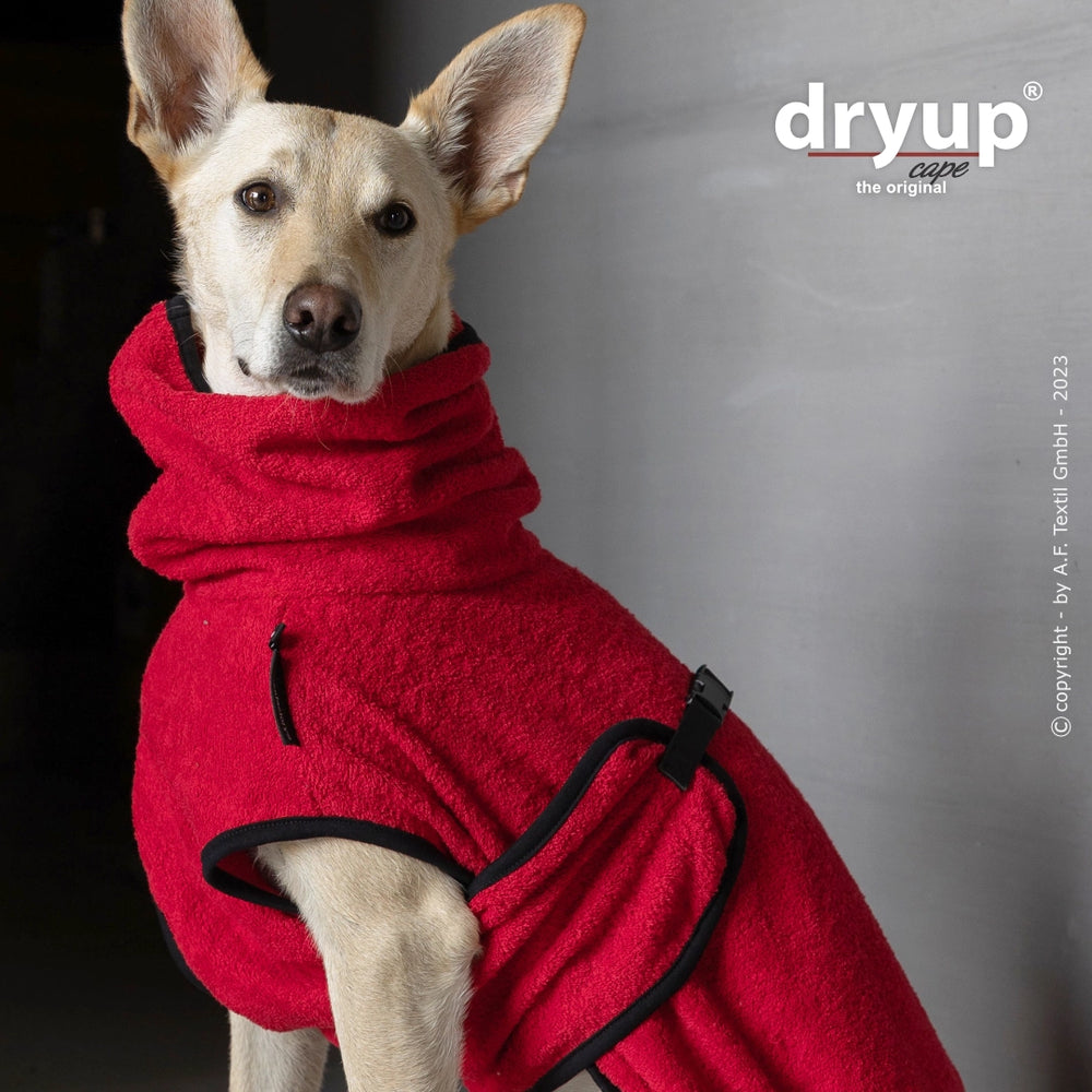 Hund im roten Dryup® Cape mit hohem Kragen, idealer Bademantel für Hunde, leicht zu befestigen.
