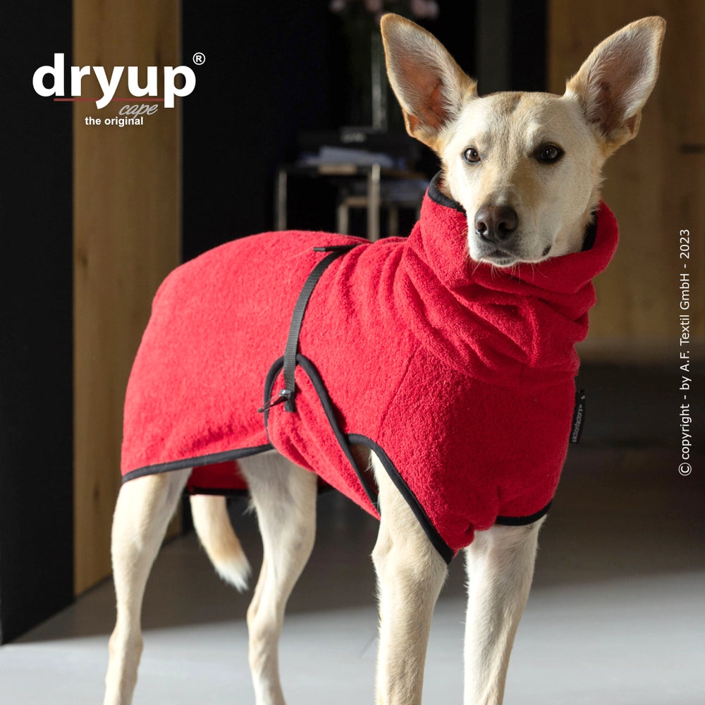 Roter Hundebademantel von Dryup® cape: Schützender, weicher Mantel mit hohem Kragen, Hund schaut in die Kamera.