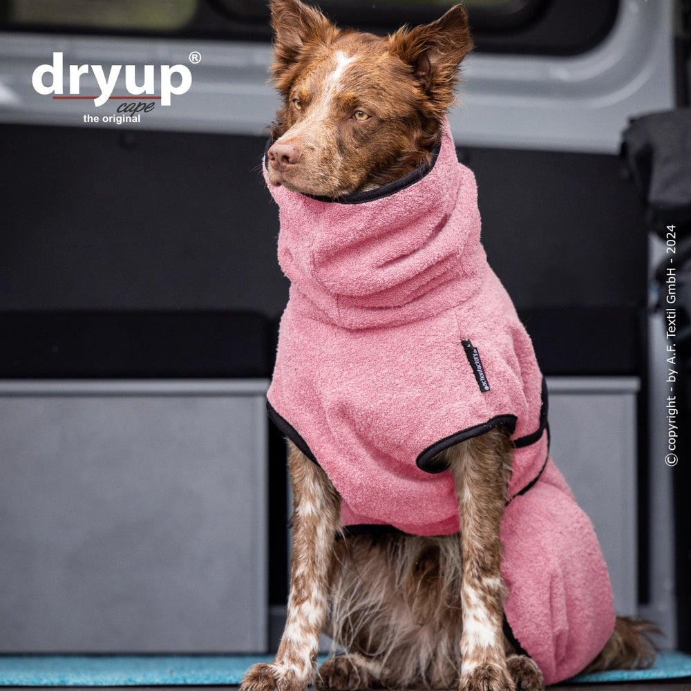 Hund im pinken Fleece-Bademantel von Dryup®, gemütlich und warm, sitzt auf blauem Untergrund.