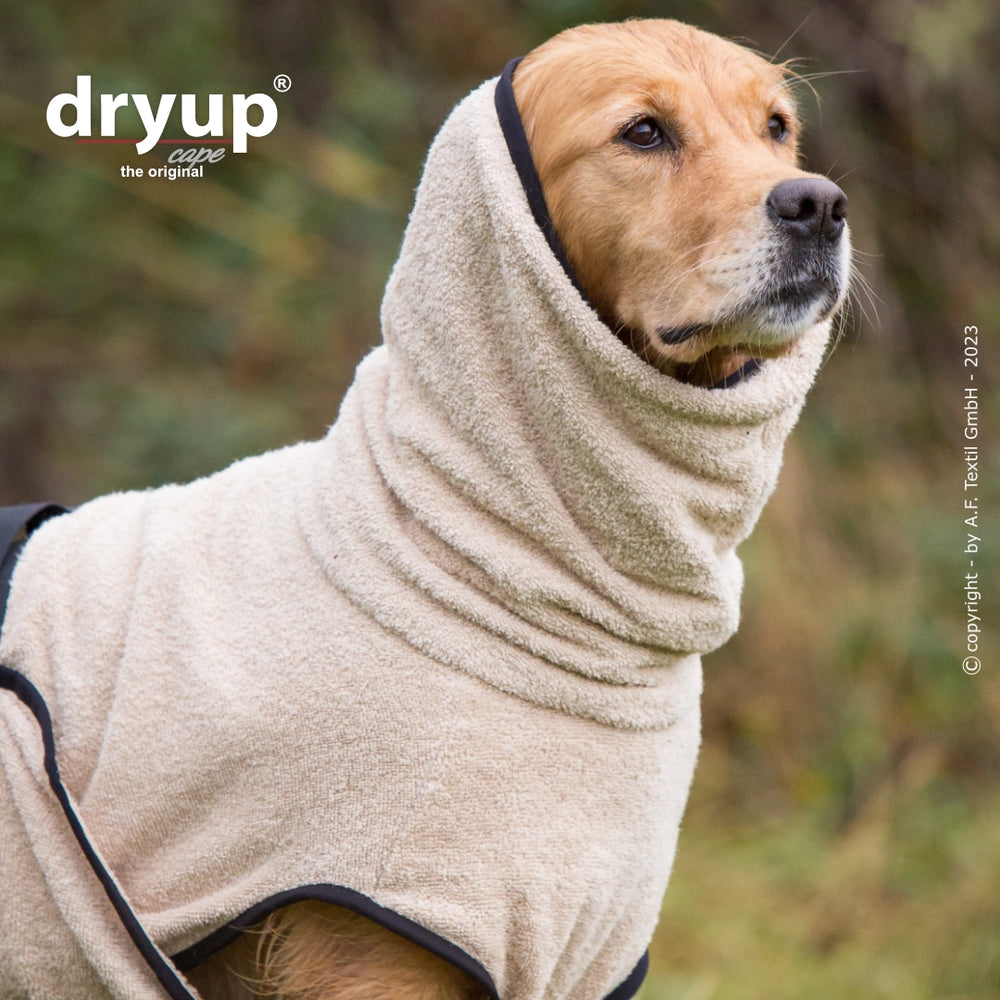 Beiger Hundebademantel von Dryup®, Kapuze und hoher Kragen, Hund schaut aufmerksam in die Kamera.