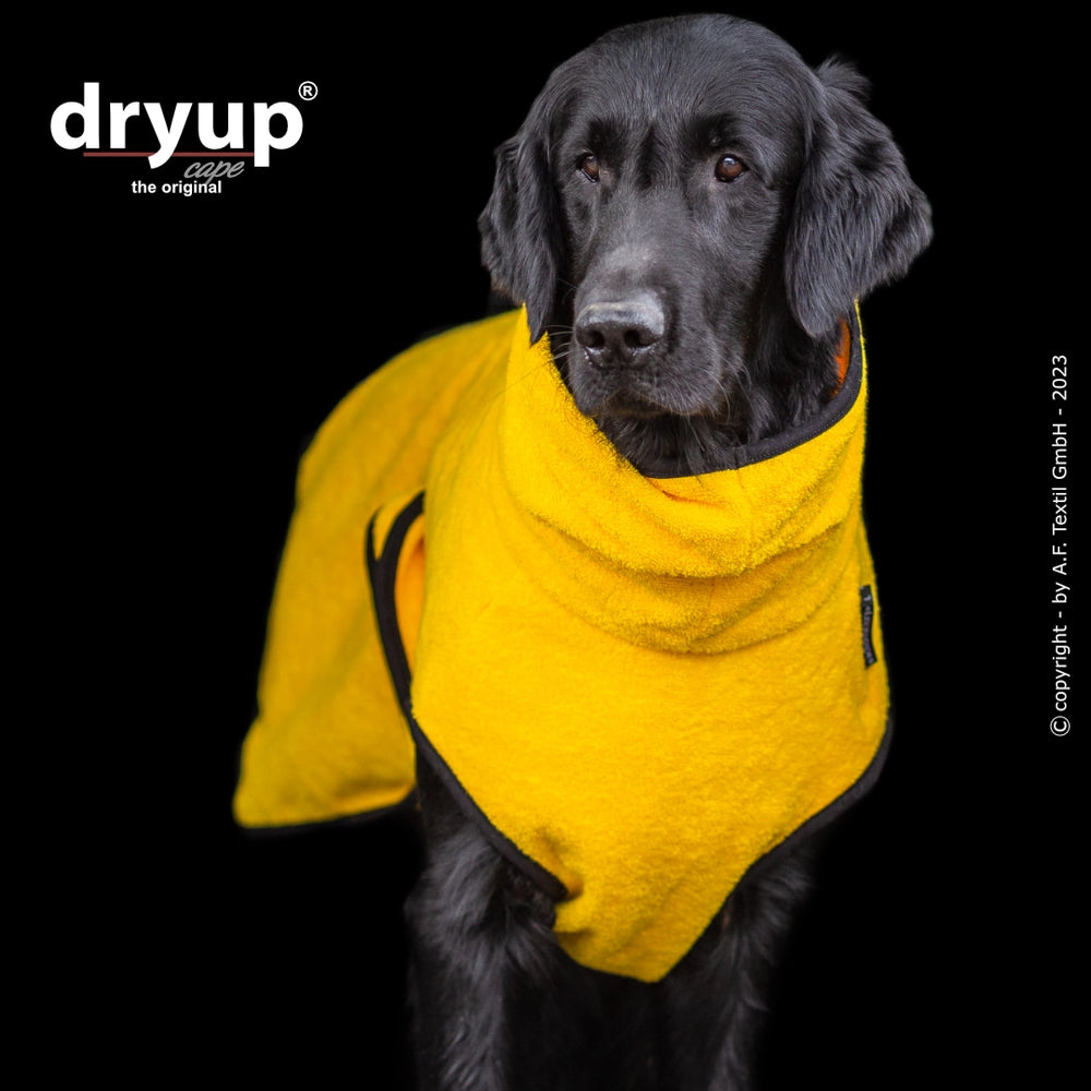 Hund im leuchtend gelben Dryup® Cape auf schwarzem Hintergrund, idealer Hundebademantel zum Abtrocknen.