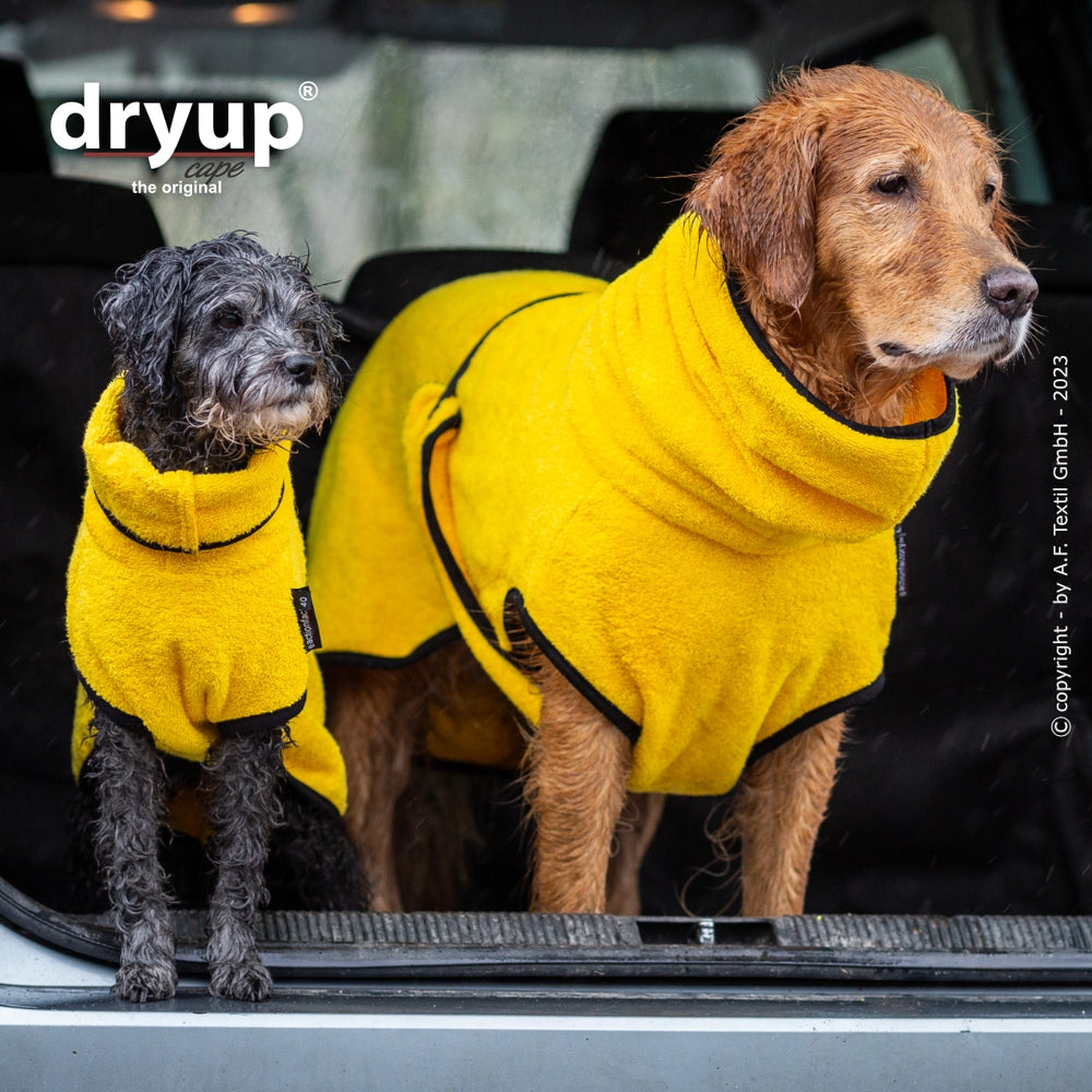 Zwei Hunde in gelben Hundebademänteln: ein schwarzer Hund sitzt links, ein Goldendoodle steht rechts im Fahrzeug.