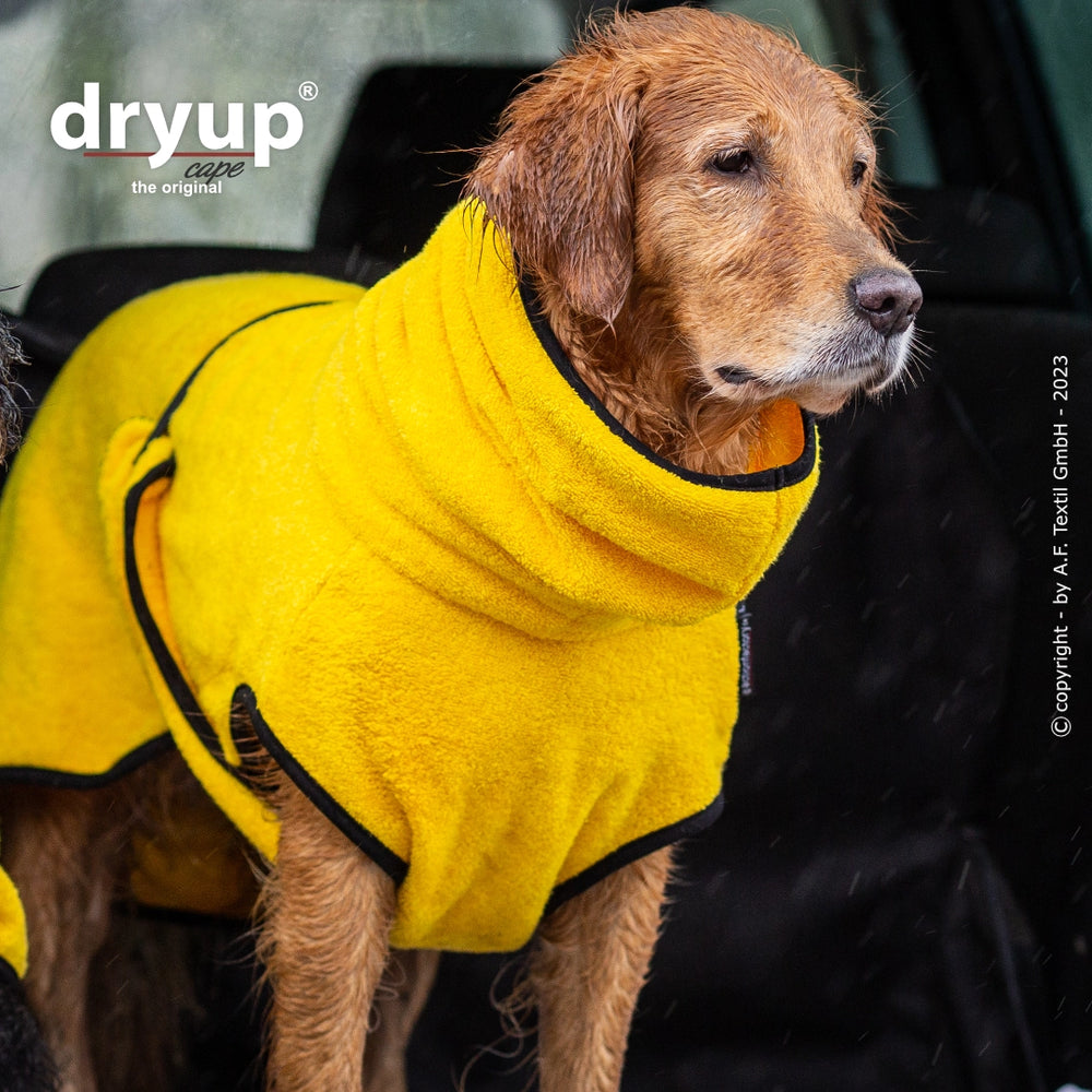 Golden Retriever im gelben Fleece-Hundebademantel sitzt aufmerksam im Fahrzeug bei leichtem Regen.