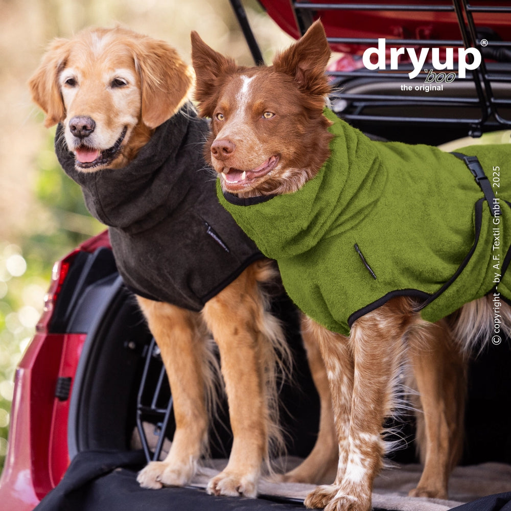 Zwei Hunde im Hundebademantel aus Bambusfaser: grauer Mantel beim Golden Retriever und grüner Mantel beim Australian Shepherd.