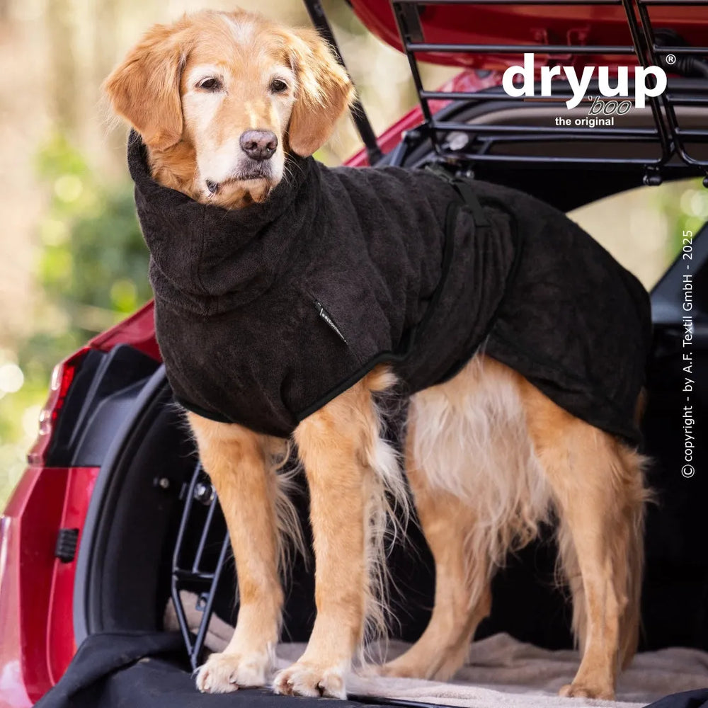 Zotteliger Golden Retriever im Auto, trägt den braunen Dryup® Hundebademantel aus Bambusfaser.
