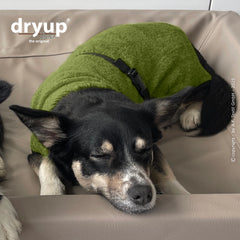 Hund im grünen Fleeceanzug schläft gemütlich auf weicher Unterlage, trägt Geschirr im modernen Umfeld.