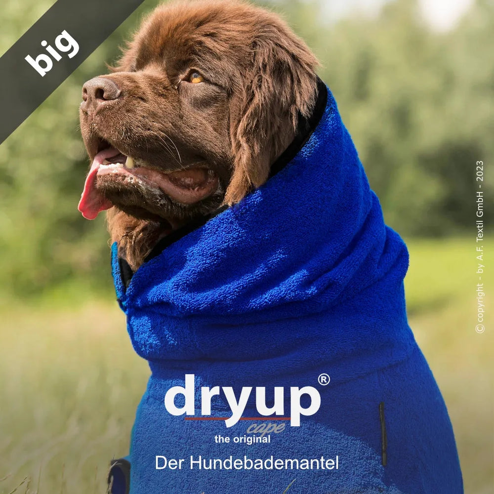 Hund im blauen Dryup® Bademantel, perfekt zum Trocknen nach dem Baden, vor neutralem Hintergrund.