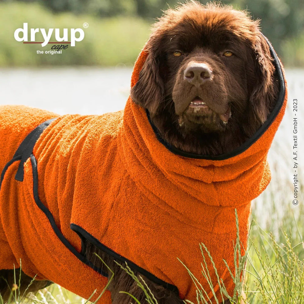 Hund im orangefarbenen Dryup® Bade-Mantel auf Wiese, ideal zum schnellen Trocknen nach dem Baden am Gewässer.