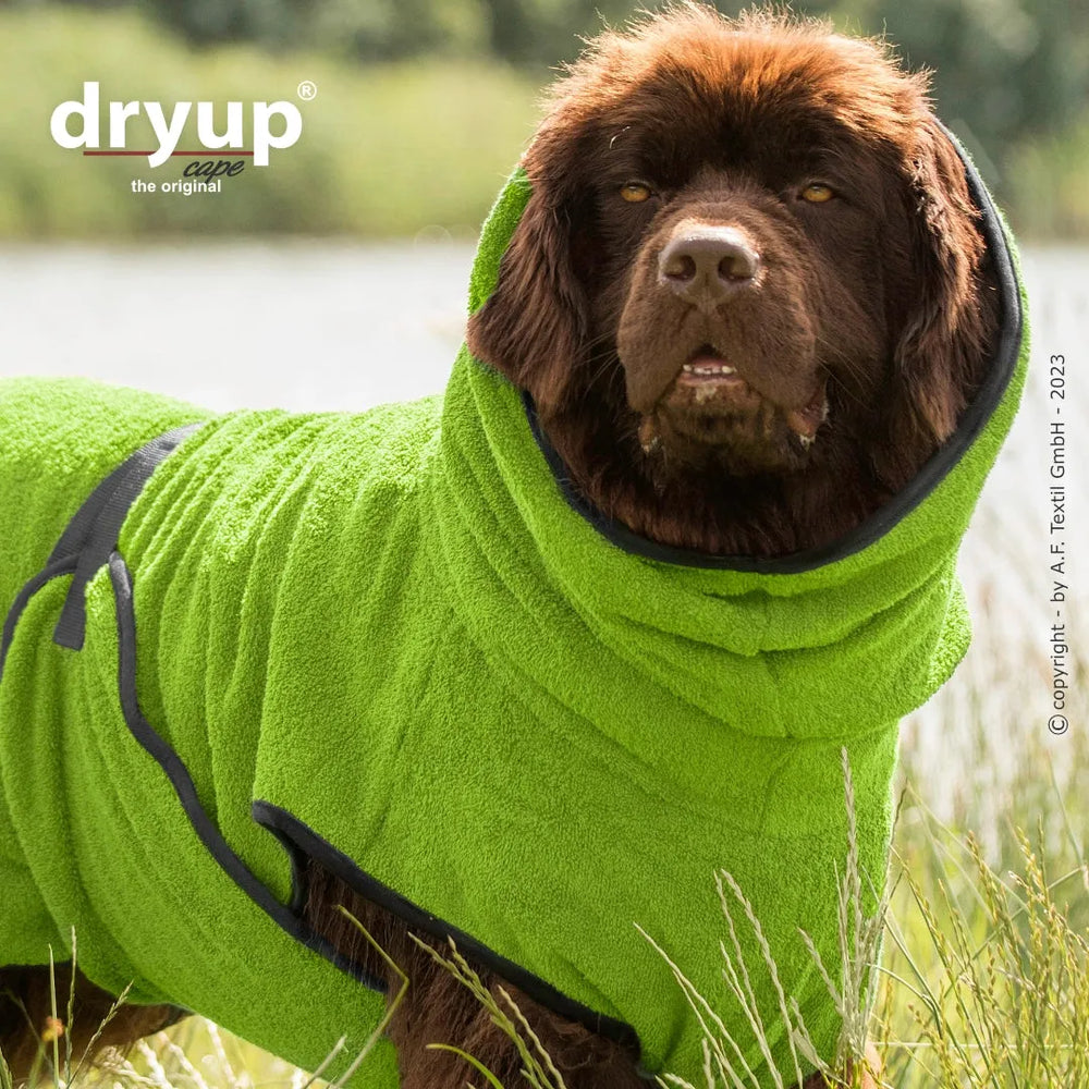 Hund im grünen Dryup® Cape mit Kapuze sitzt im Gras und schaut neugierig in die Kamera. Ideal für nach dem Baden.