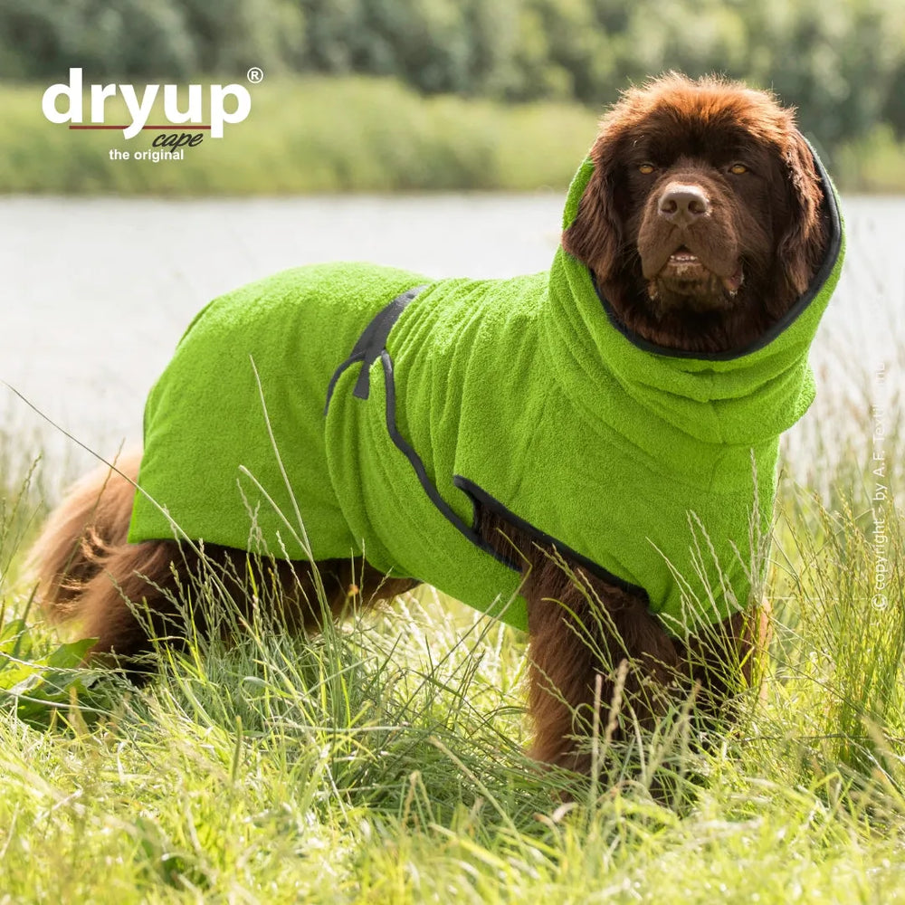 Hund im leuchtend grünen Dryup® Cape mit Kapuze, ideal zum Trocknen nach dem Baden, auf der Wiese neben einem Gewässer.