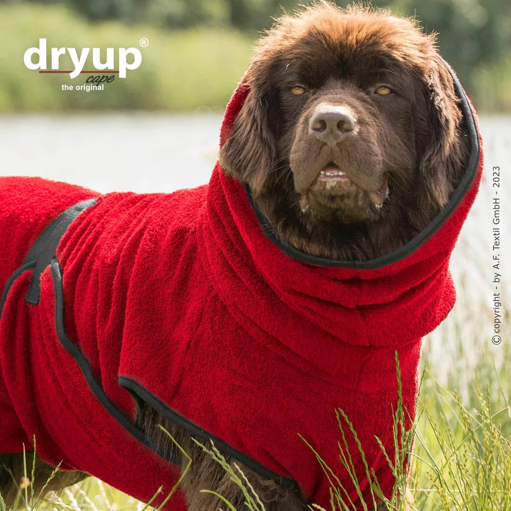 Hund im roten Dryup® Bade-Mantel auf einer Wiese neben Wasser, weich und flauschig mit Kapuze für optimalen Komfort.
