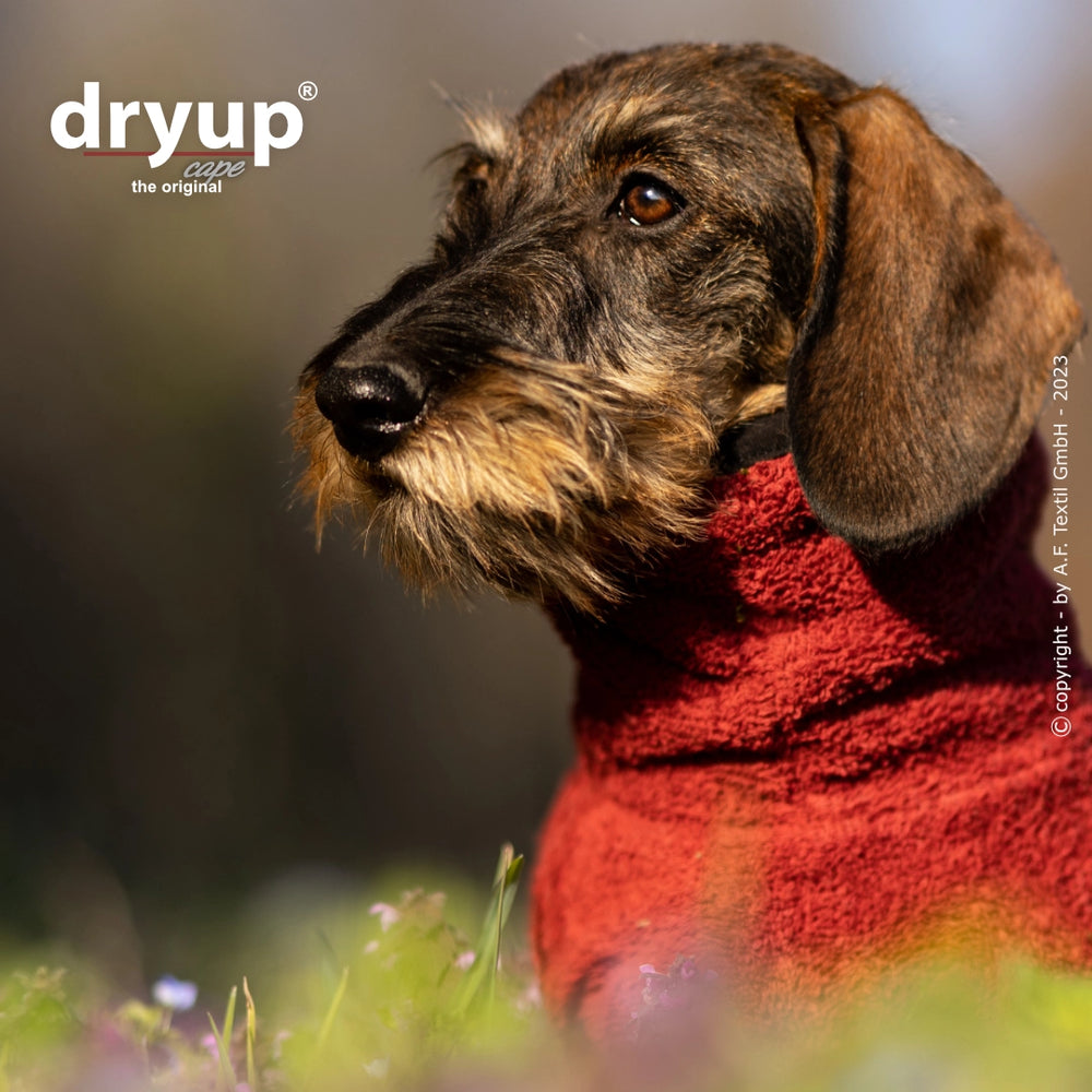 Aufmerksamer Dackel im Hundebademantel von dryup® auf blühender Wiese mit rotem Tuch um den Hals.