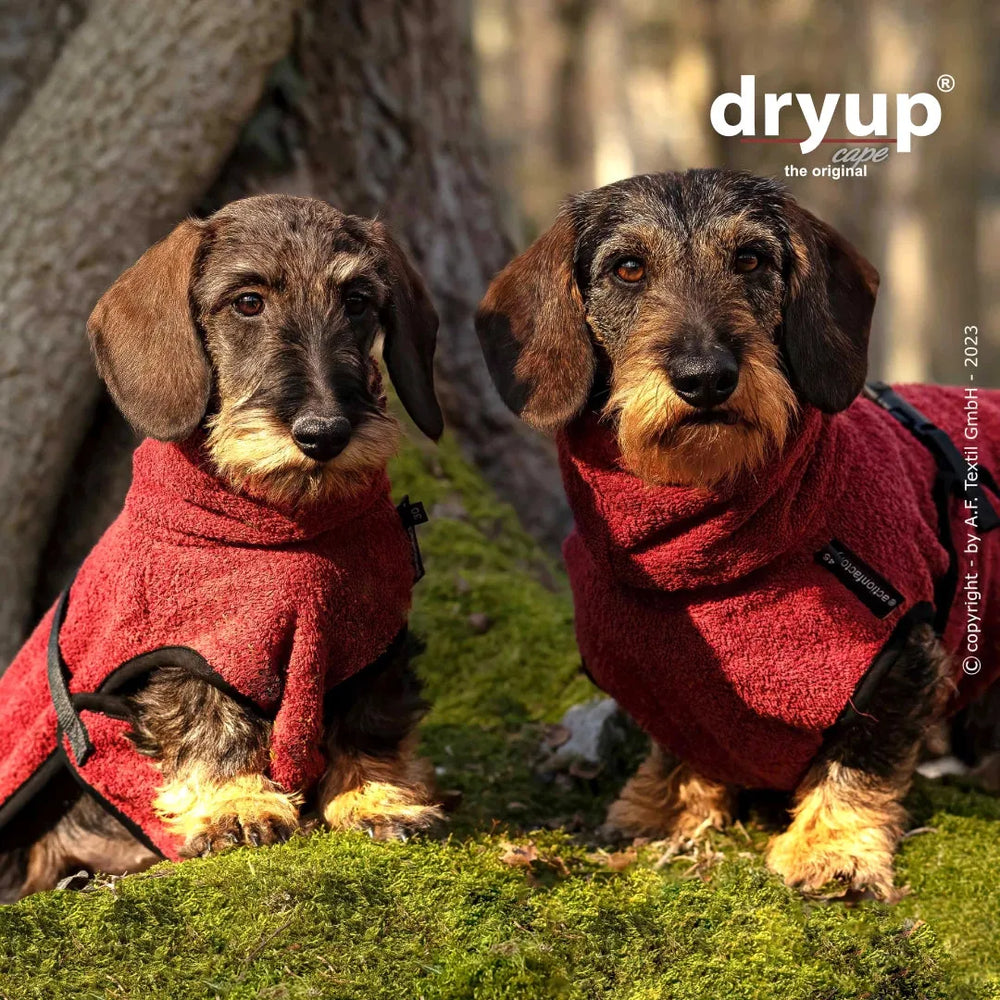 Zwei Dachshunde im roten, flauschigen dryup® Bademantel sitzen auf moosbedecktem Boden im Wald.
