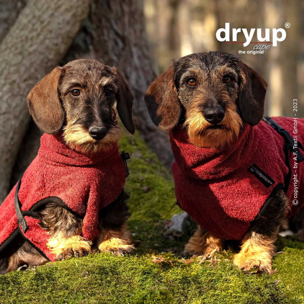 Zwei Dachshunde im roten, flauschigen dryup® Bademantel sitzen auf moosbedecktem Boden im Wald.