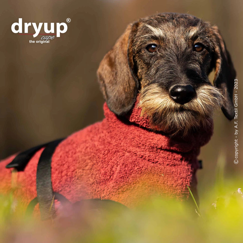 Dackel im rot-orangefarbenen Hundebademantel von dryup, sitzend im Gras und in die Kamera schauend.