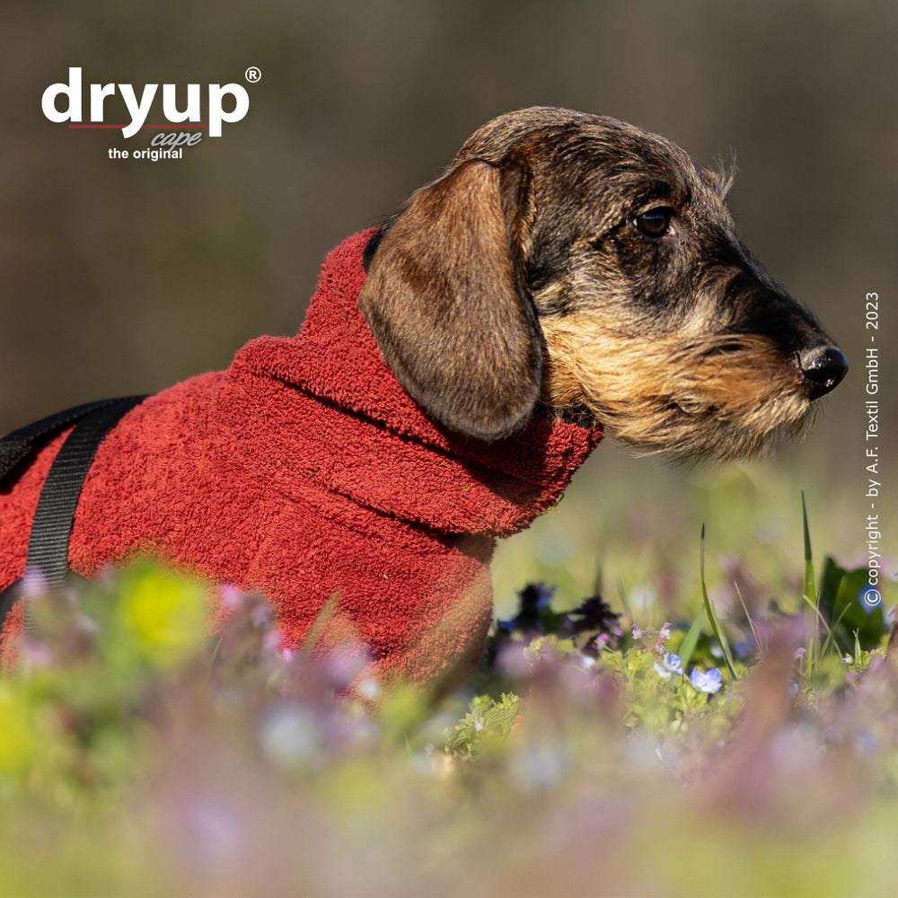 Dackel im roten Hundebademantel auf blühender Wiese, aufmerksam und flauschig, ideal nach dem Baden.