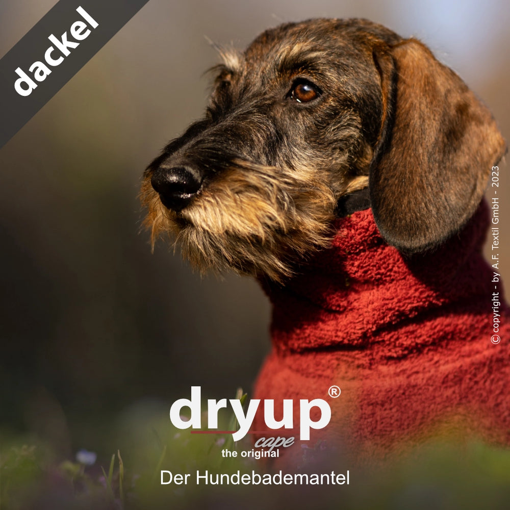 Dackel im roten Hundebademantel von dryup® in natürlicher Umgebung, ideal zum Trocknen nach dem Baden.