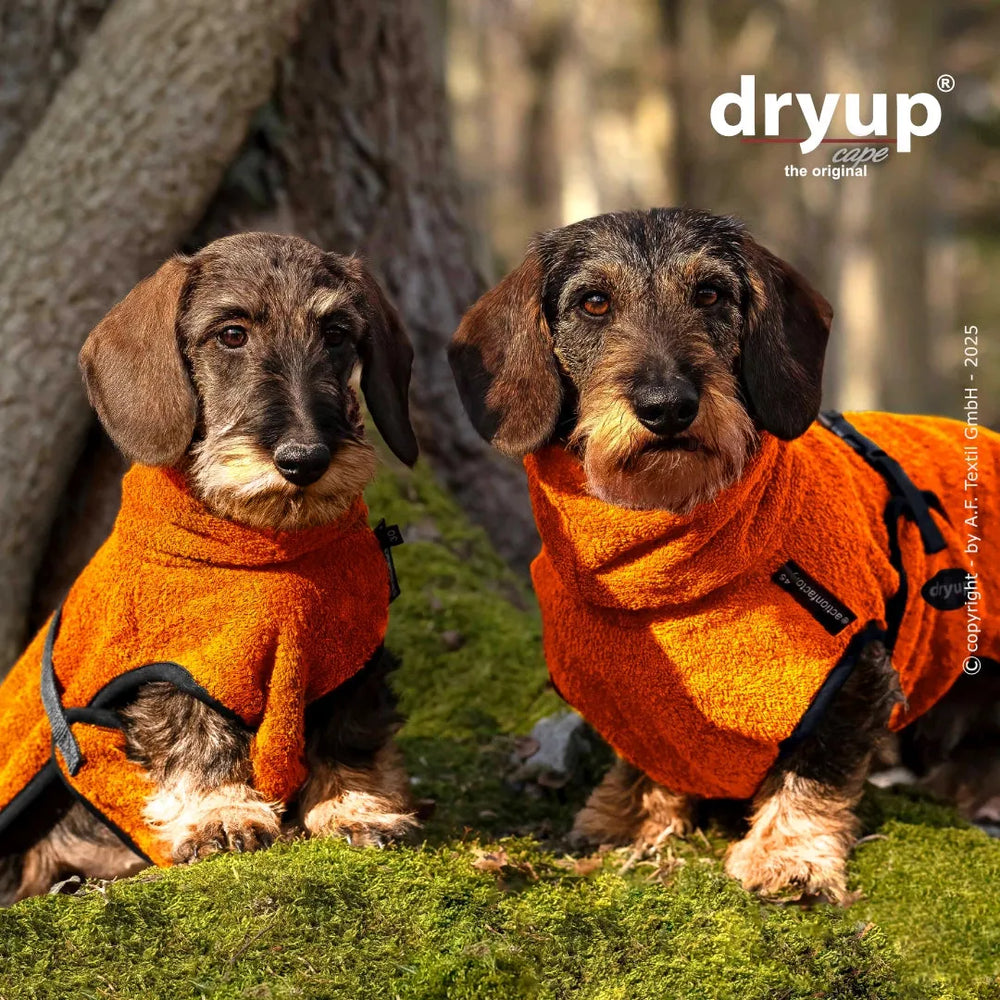 Zwei Dackel im orangefarbenen Hundebademantel sitzen auf moosbedecktem Boden im Wald.
