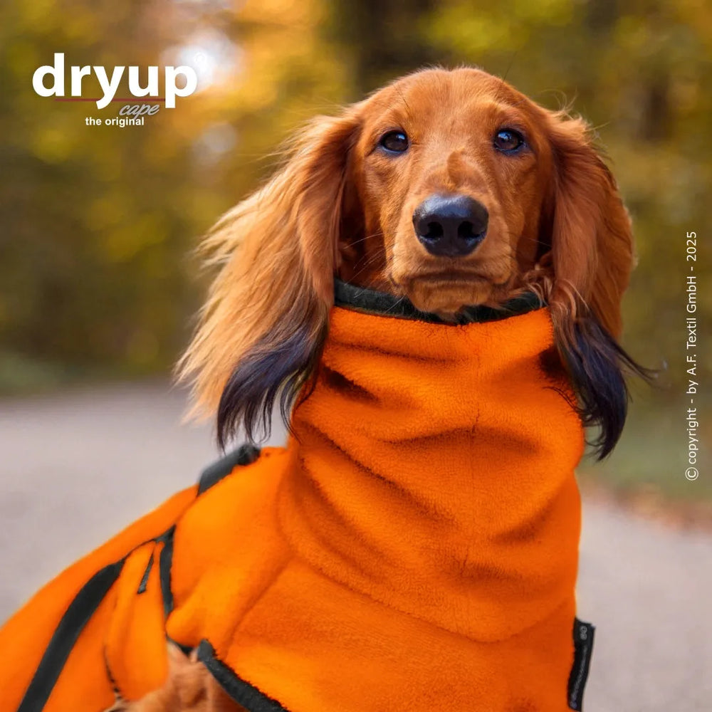 Dackel im orangefarbenen Hundebademantel von Dryup, umgeben von herbstlichen Bäumen. Perfekt für nasse Hunde!