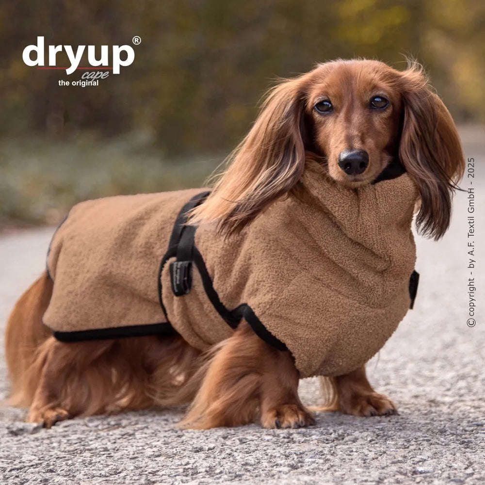 Dackel im braunen Fleece-Bademantel von Dryup® in natürlicher Umgebung mit hohen Kragen und Sicherheitsgurt.
