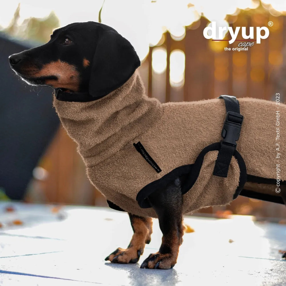 Dackel im beigen Dryup® Hundebademantel mit hohem Kragen und schwarzer Schnalle vor unscharfem Holzuntergrund.