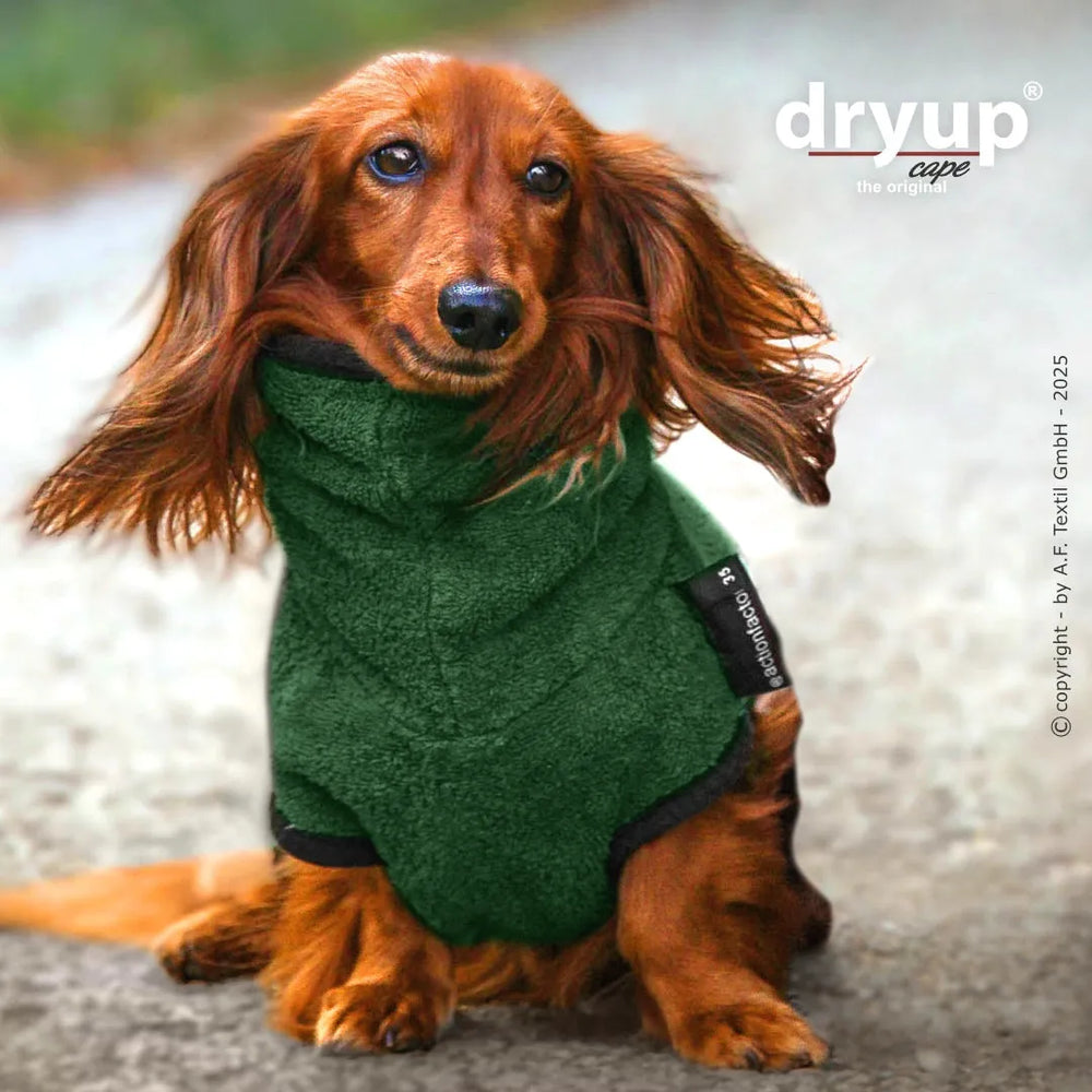 Dackel im grünen Hundebademantel von Dryup® sitzt auf Asphalt und blickt in die Kamera.