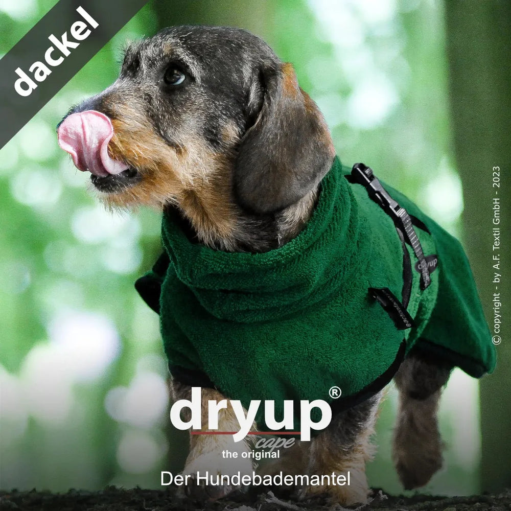 Dackel im trockenen, grünen Dryup® Hundebademantel in natürlicher Umgebung, glücklich mit der Zunge schlabbernd.