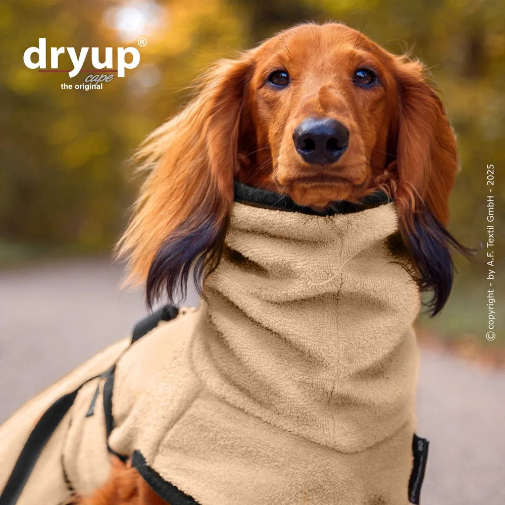 Dackel im beigen Dryup® Hundebademantel, aufmerksam in die Kamera schauend, mit Logo im Hintergrund.