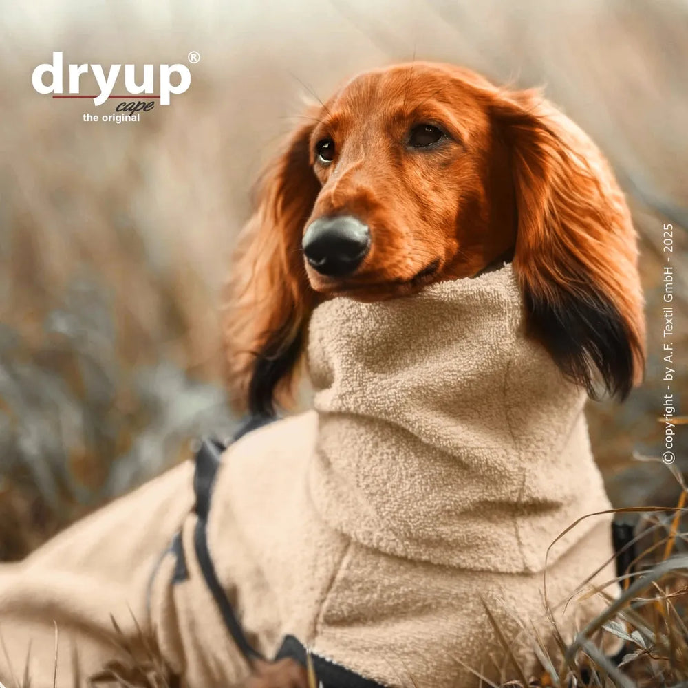 Dackel in beigem Hundebademantel sitzt auf grünem Gras und genießt die frische Luft.