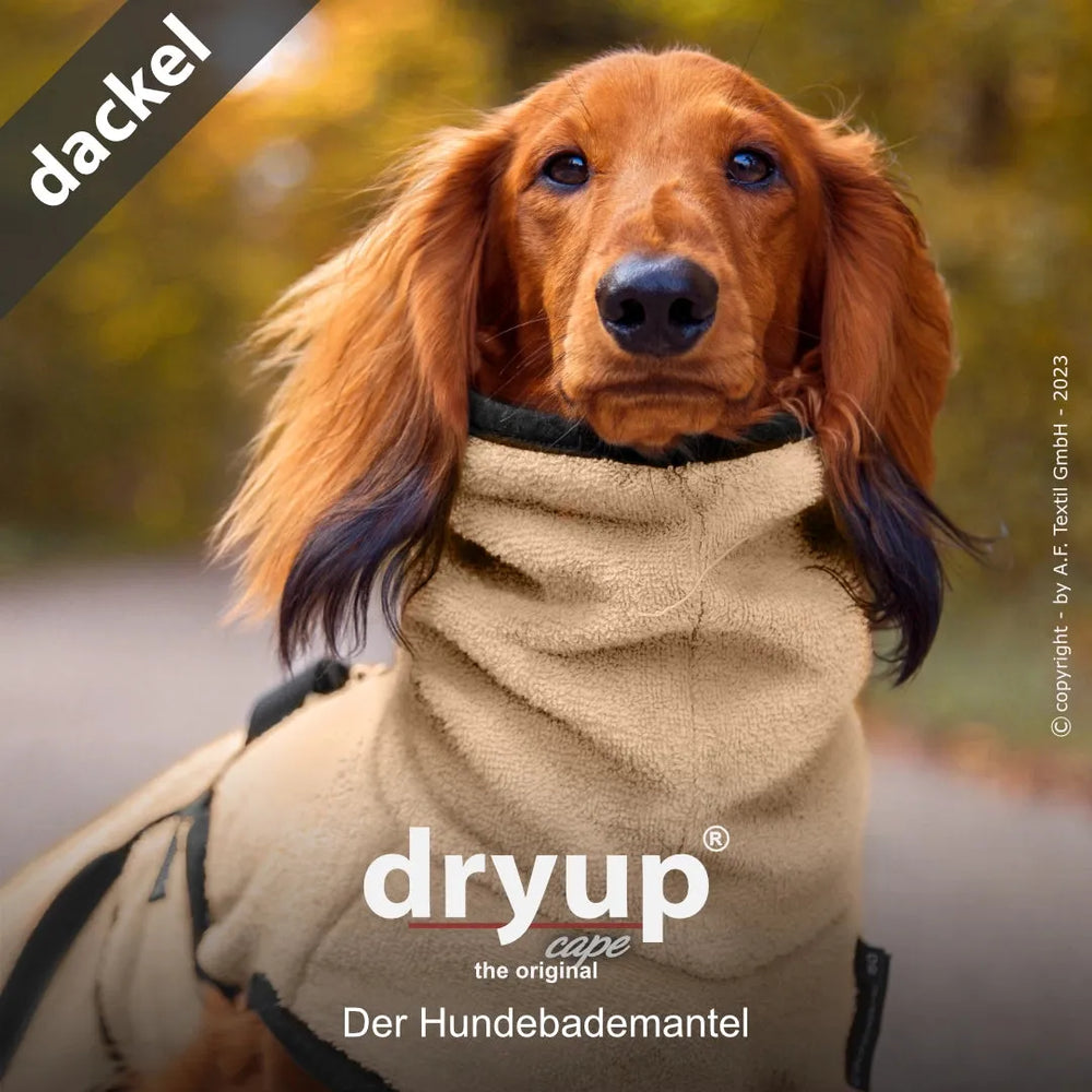 Dackel im beigen Hundebademantel Dryup® in herbstlicher Landschaft, schützend und flauschig.