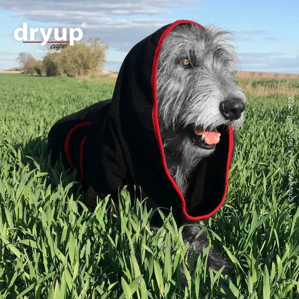 Hund im grünen Feld trägt einen schwarzen Hundebademantel mit roten Akzenten bei sonnigem Wetter.