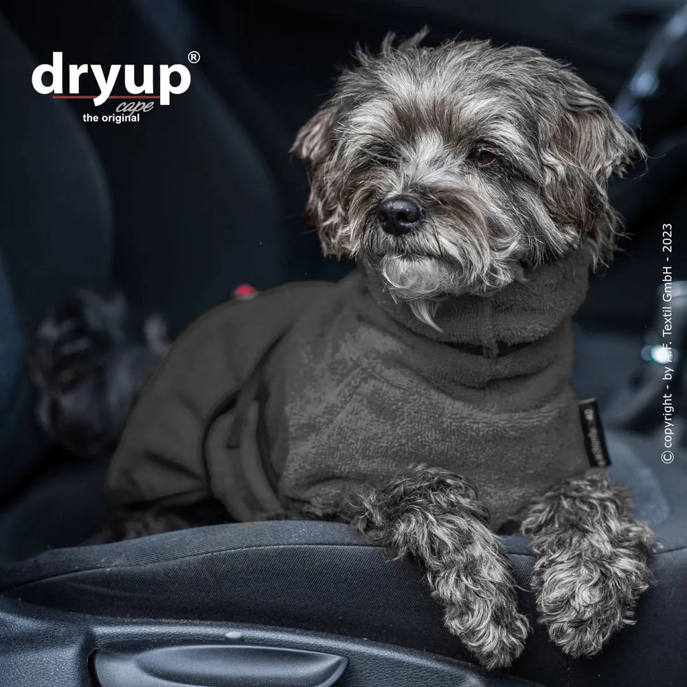 Hund im Auto mit kuscheligem Dryup® Hundebademantel, aufmerksam und stilvoll mit lockigem, grauem Fell.