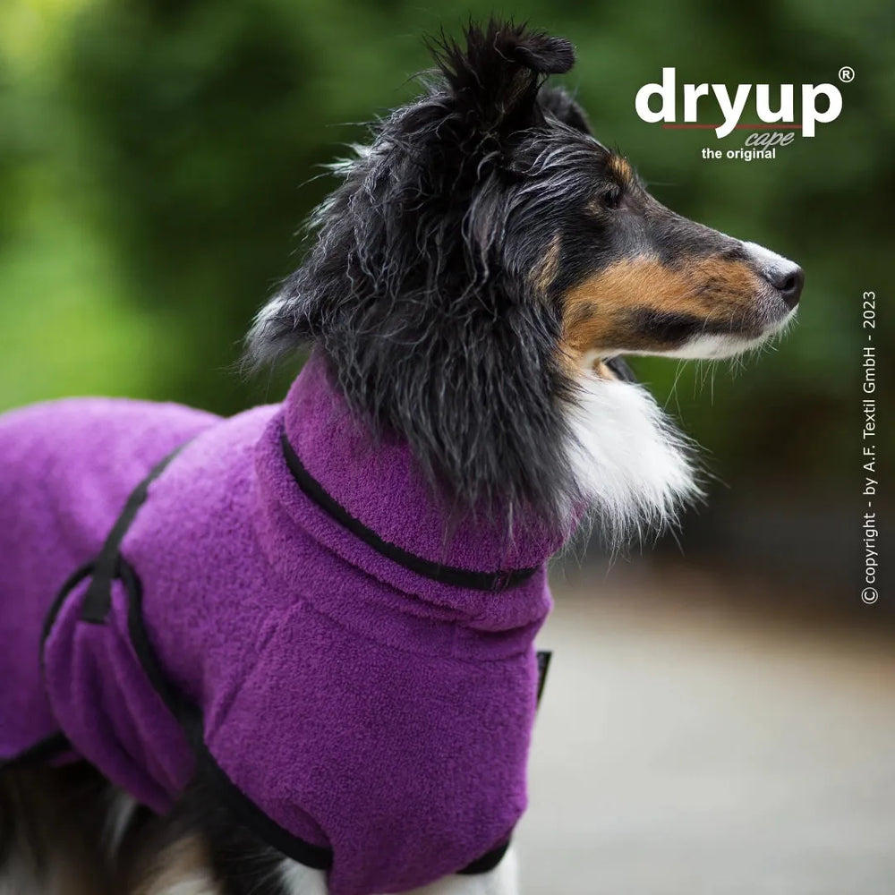 Collie-Hund trägt lila Dryup® cape mini Bademantel mit hohem Kragen und schwarzen Gurten, ideal zum Abtrocknen.