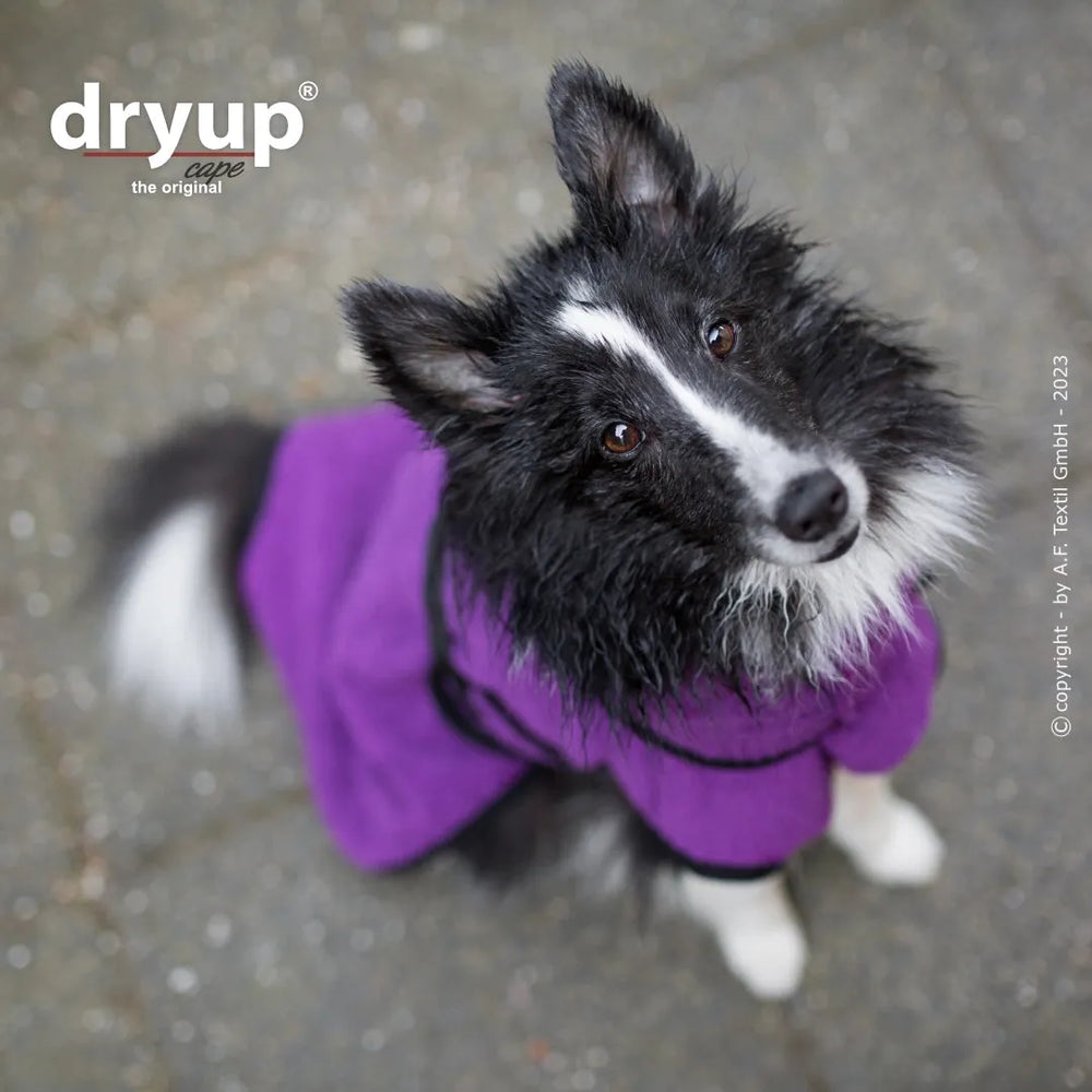 Hund mit schwarz-weißen Fell trägt lila Hundebademantel von Dryup® auf grauem Untergrund, neugierig blickend in die Kamera.