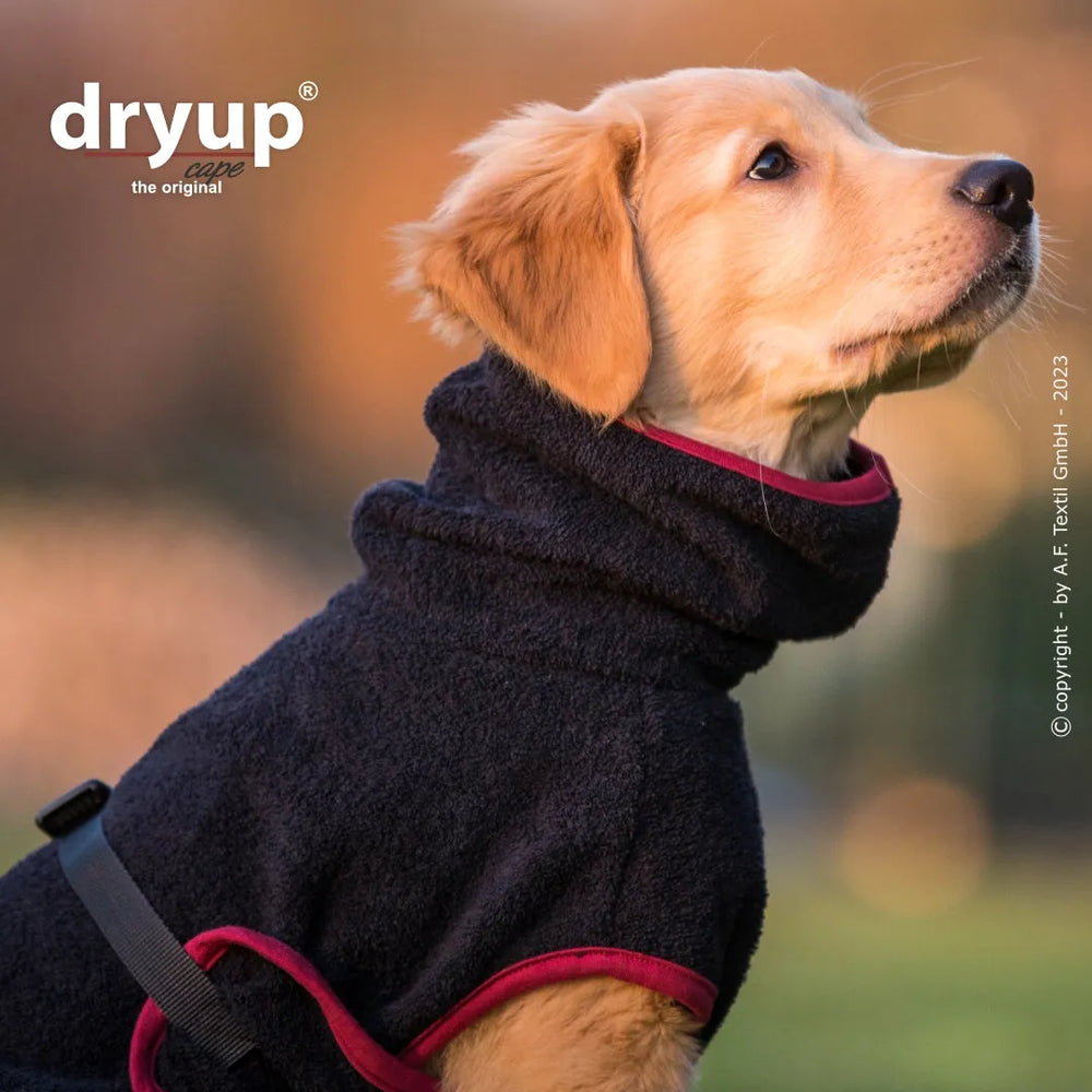 Golden Retriever Welpe im dunklen Hundebademantel mit roter Einfassung, schaut neugierig nach oben.