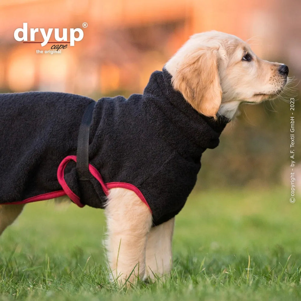 Golden Retriever Welpe im schwarzen Dryup® Hundebademantel mit roten Details, auf grüner Wiese stehend.