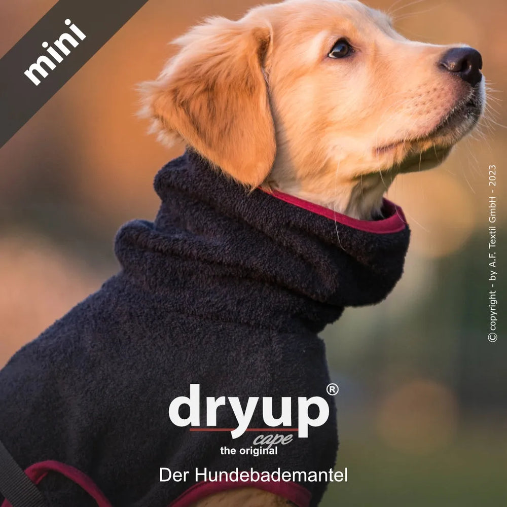 Hund im schwarzen Dryup® Cape Mini Hundebademantel mit hohem Kragen und roter Fütterung, unscharfer Hintergrund.