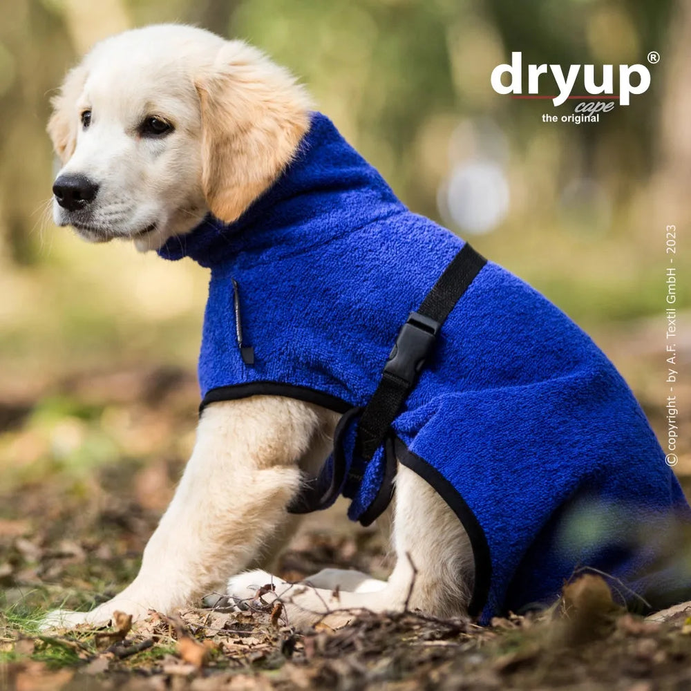 Junger Golden Retriever im blauen Dryup® Hundebademantel in natürlicher Umgebung mit Bäumen und Laub.