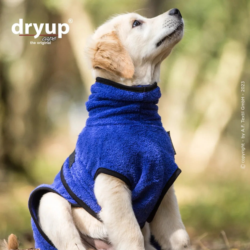 Junger Hund im blauen Fleece-Mantel von Dryup® cape mini, hochstehend und aufmerksam, auf heller Unterlage.