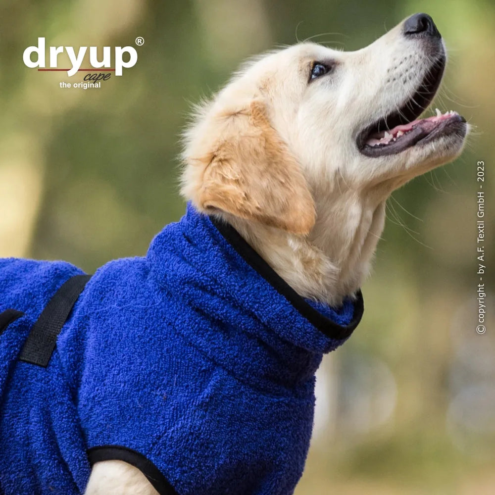 Fröhlicher Labrador im blauen Dryup® Hundebademantel, ideal zum Trocknen nach dem Baden.