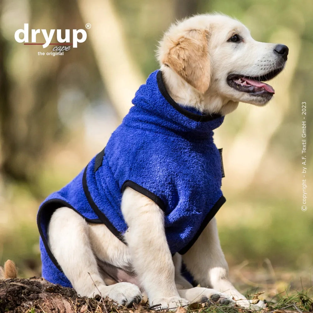 Goldener Retriever-Welpe im blauen Fleece-Mantel, entspannt in natürlicher Umgebung mit unscharfem Hintergrund.
