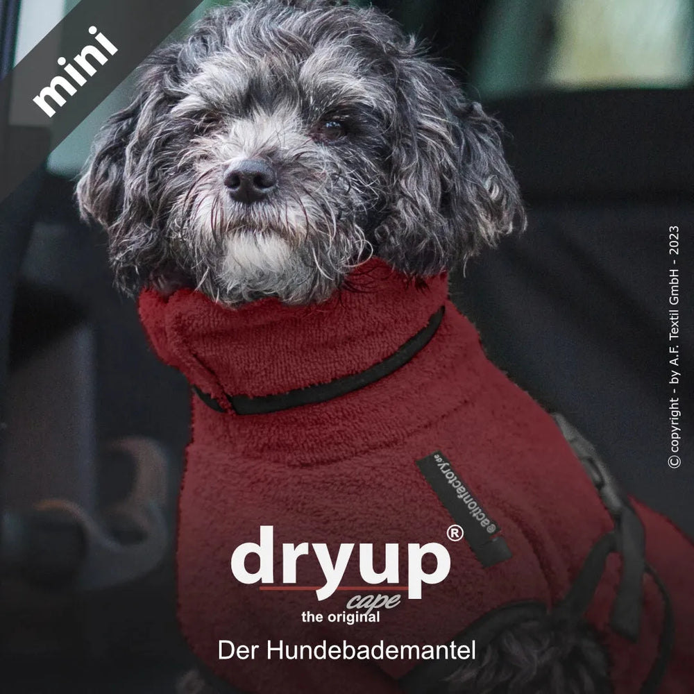 Kleiner Hund im roten Dryup® Mini Hundebademantel mit hohem Kragen im Fahrzeug. Ideal für nasse Hunde.