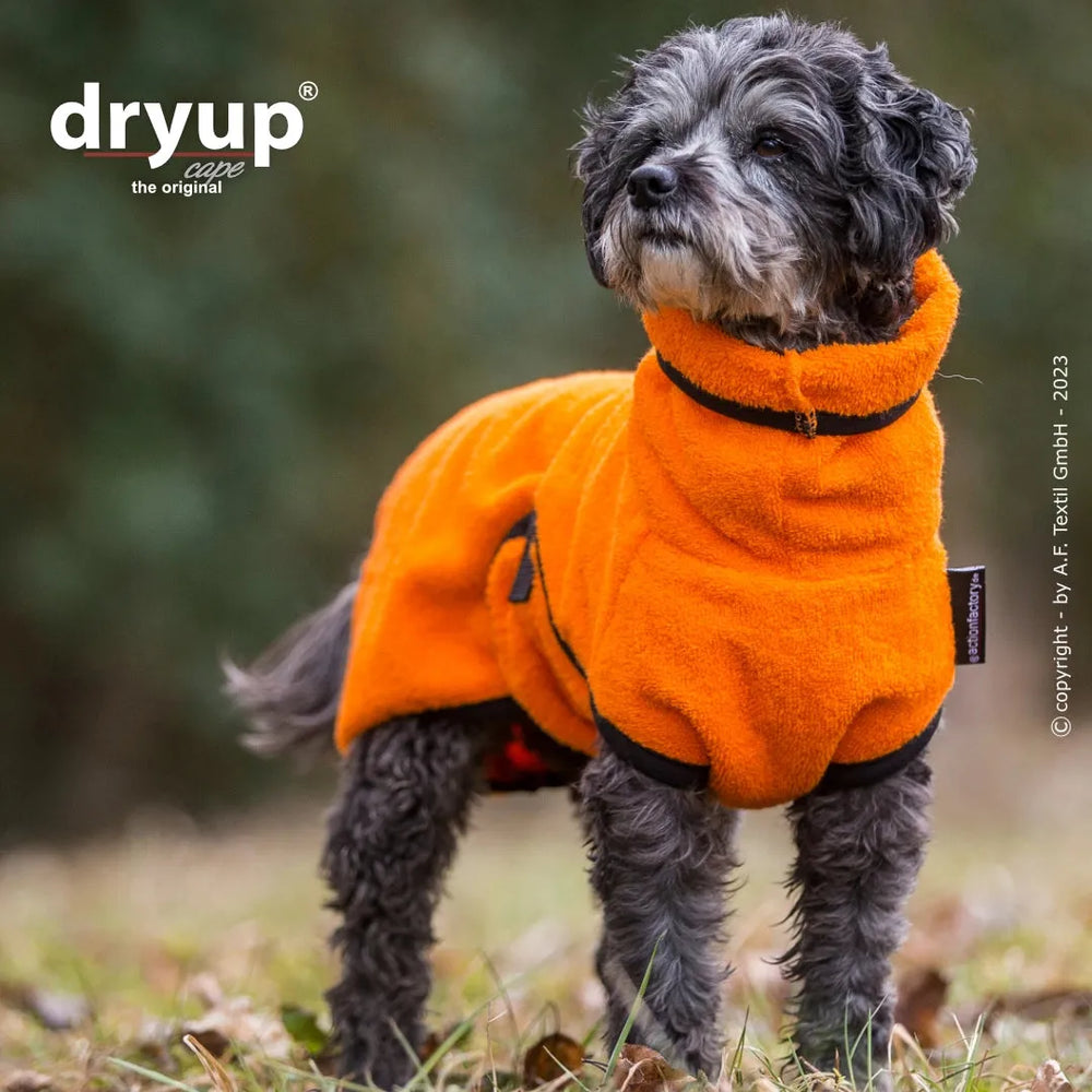 Kleiner Hund im orangenen Fleece-Bademantel auf herbstlicher Waldfläche, ausgestattet mit schwarzem Gurt und Stehkragen.