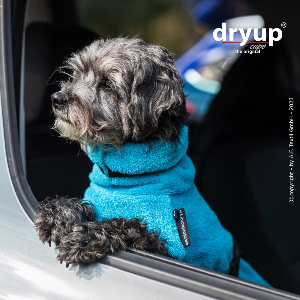 Hund im Auto mit blauem Dryup® Cape Mini, schaut glücklich aus dem Fenster an einem sonnigen Tag.