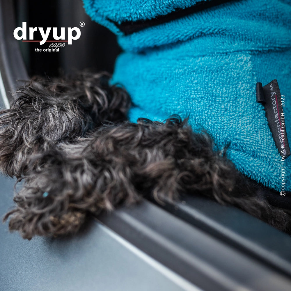 Schwarze, lockige Hundepfote ruht auf blauer Decke, im Hintergrund ein Auto, Dryup® Logo sichtbar.