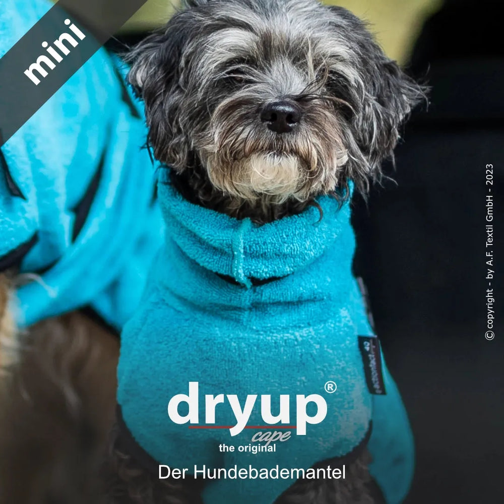 Kleiner Hund im blauen Dryup® Hundebademantel für optimalen Komfort und Wärme nach dem Bad. Ideal für kleine Rassen.
